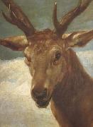 Head of a Stag (df01) Diego Velazquez
